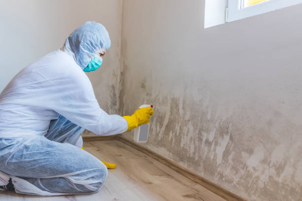 Black mold inspection in Canton